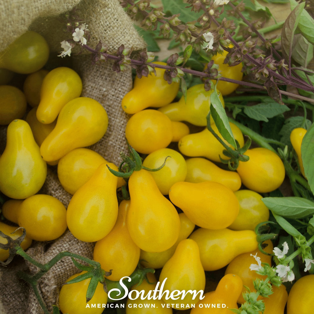 Yellow Pear Tomato – 50 Seeds