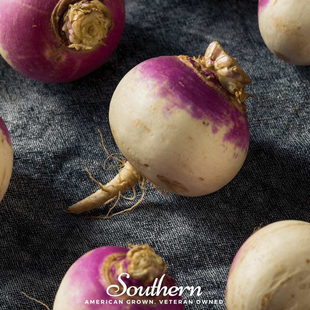 Purple Top White Globe Turnip – 250 Seeds