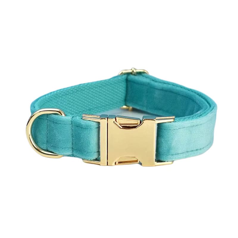 Teal dog collar with a gold buckle on a white background