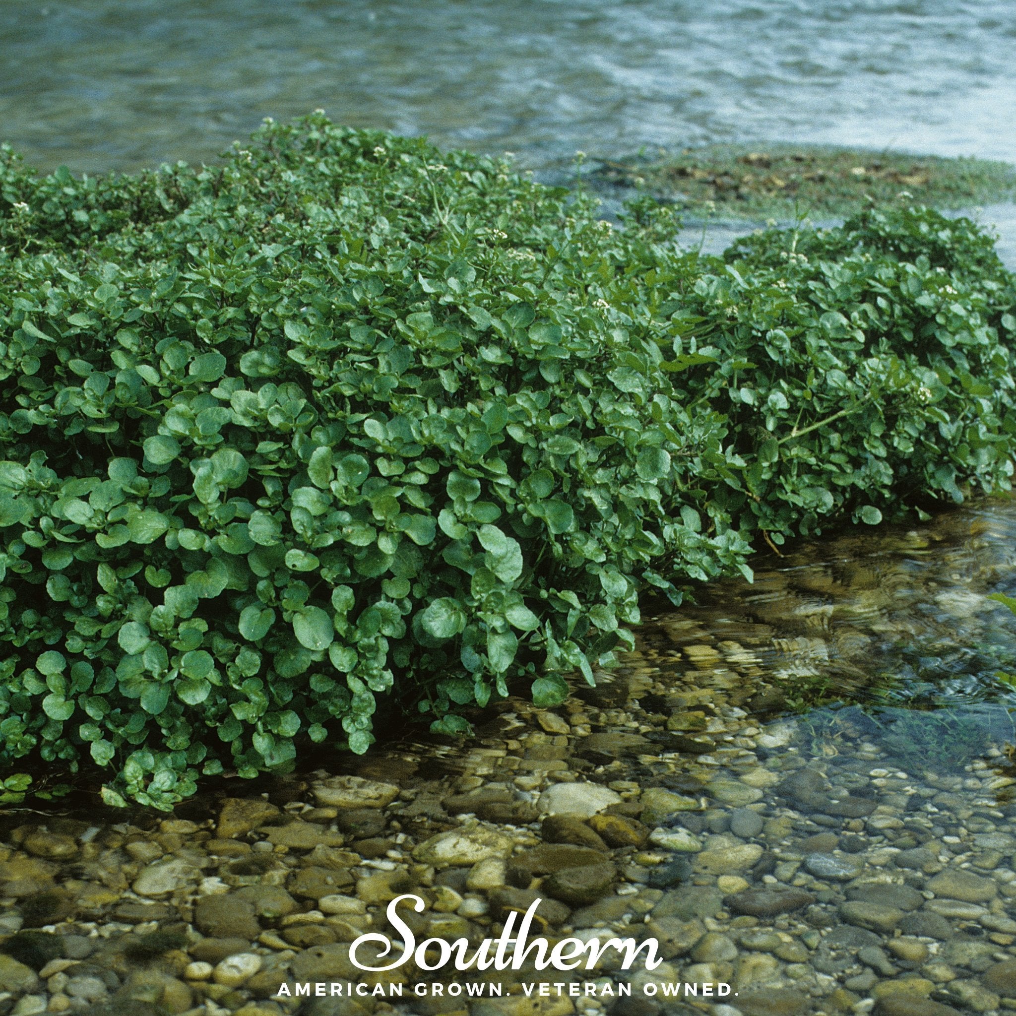 Watercress – 200 Seeds