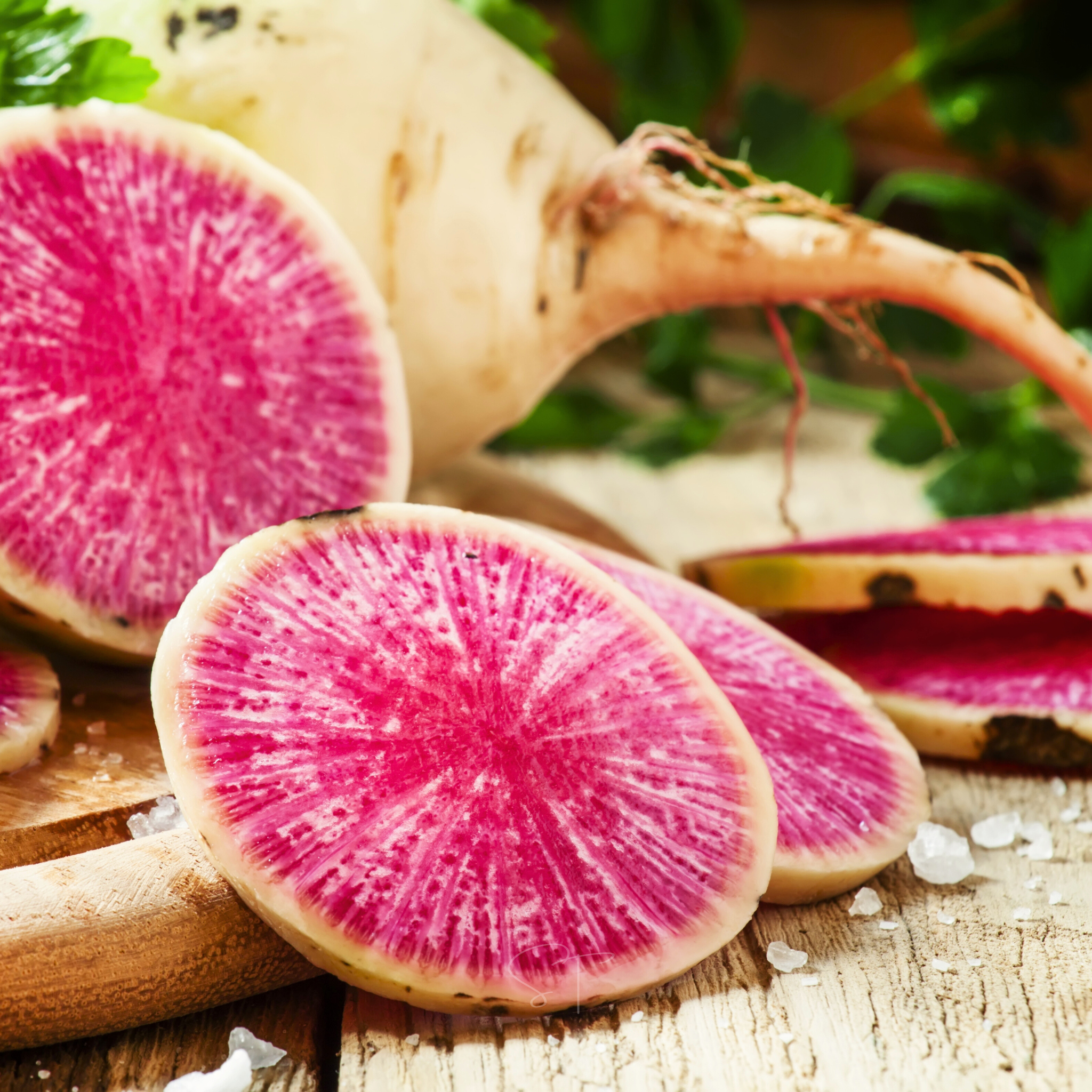 Watermelon Radish – 50 Seeds