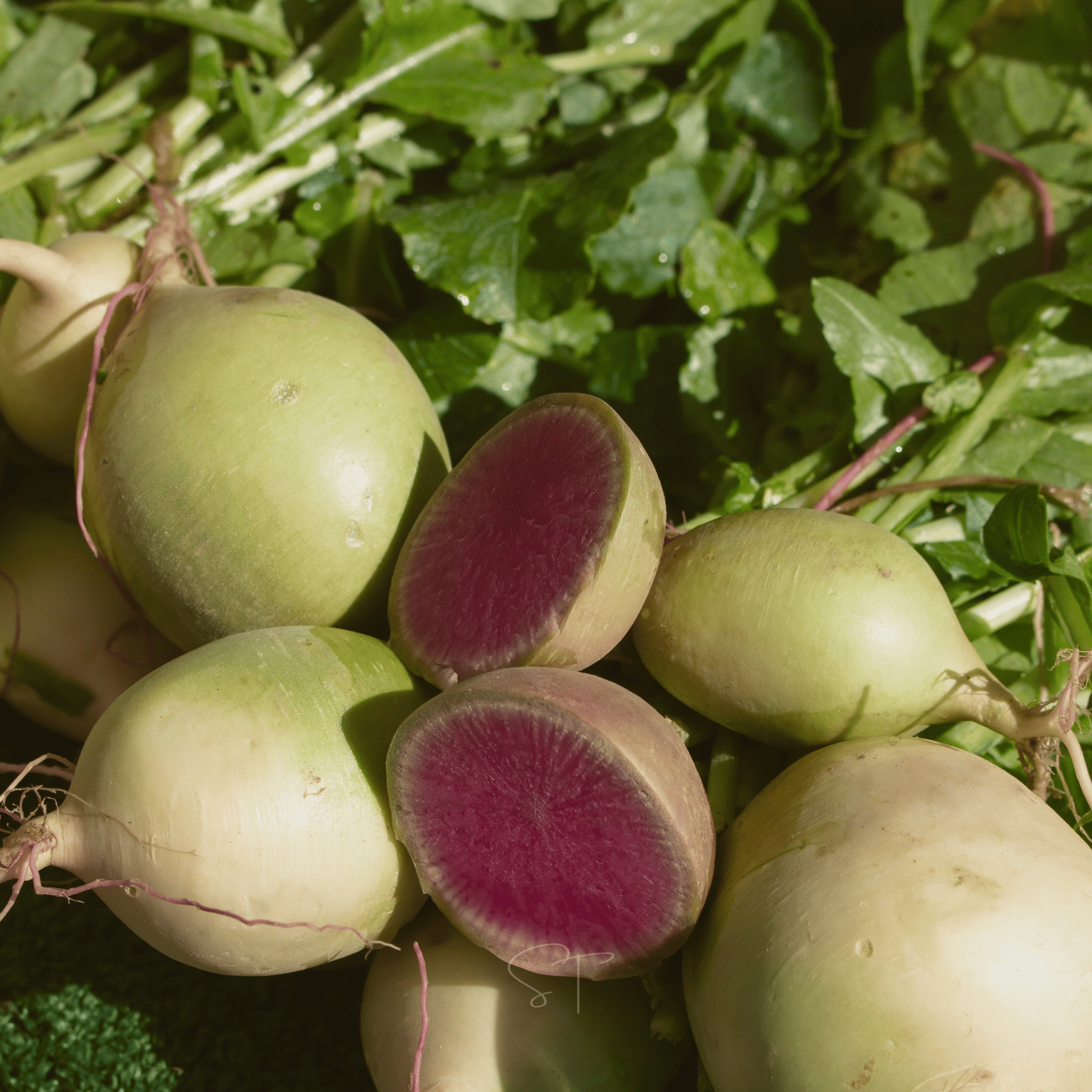 Watermelon Radish – 50 Seeds