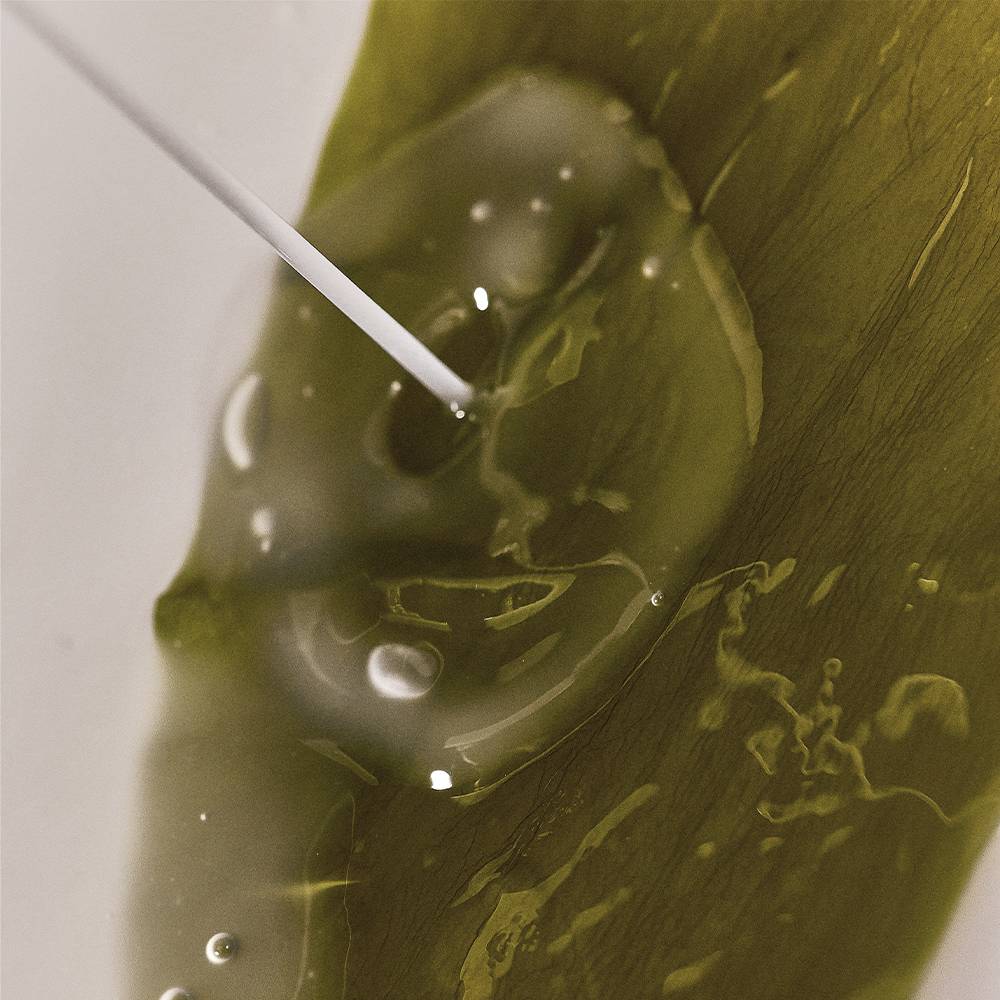 A professional close-up photograph of the Whamisa Organic Algae Kelp Mask packaging, featuring the box and individual sheet mask pouches, set against a clean, minimalist white background.