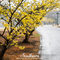 Witch Hazel – 5 Seeds