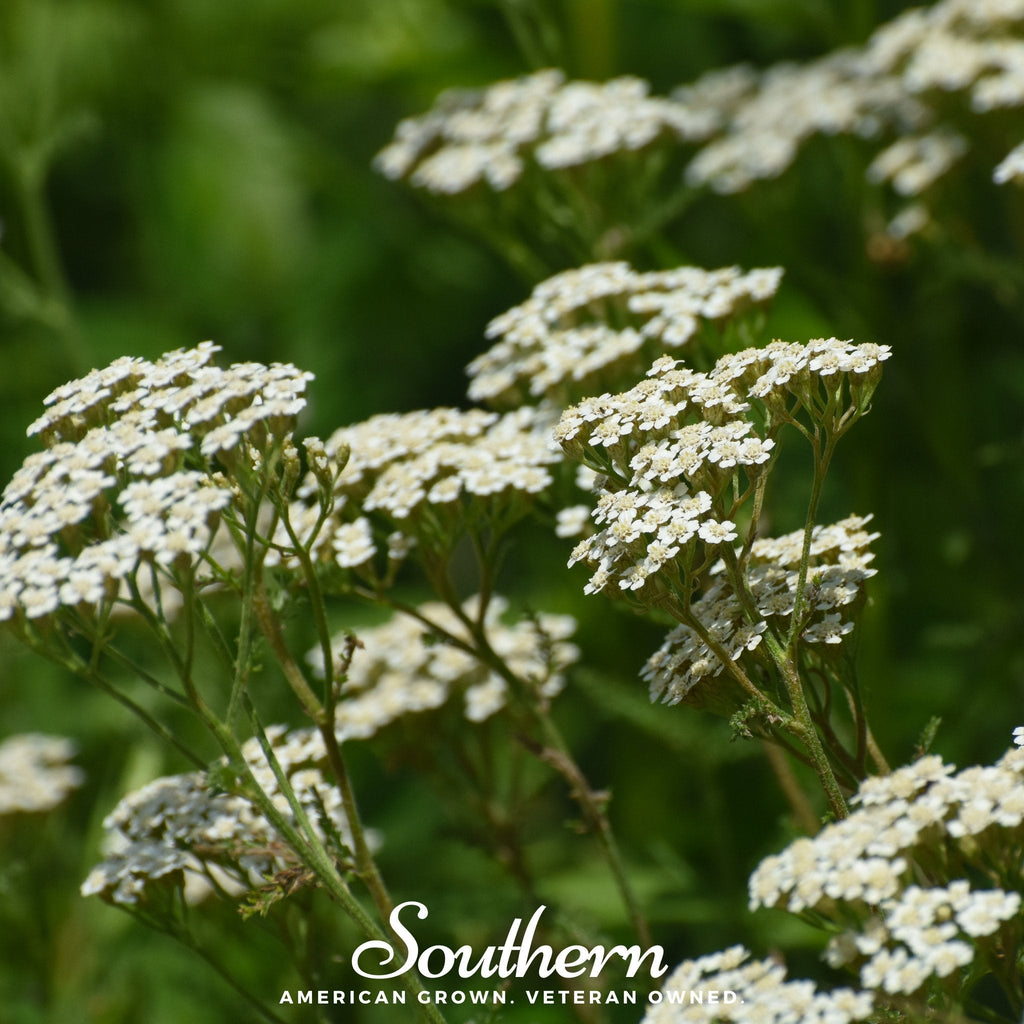 White Yarrow – 100 Seeds