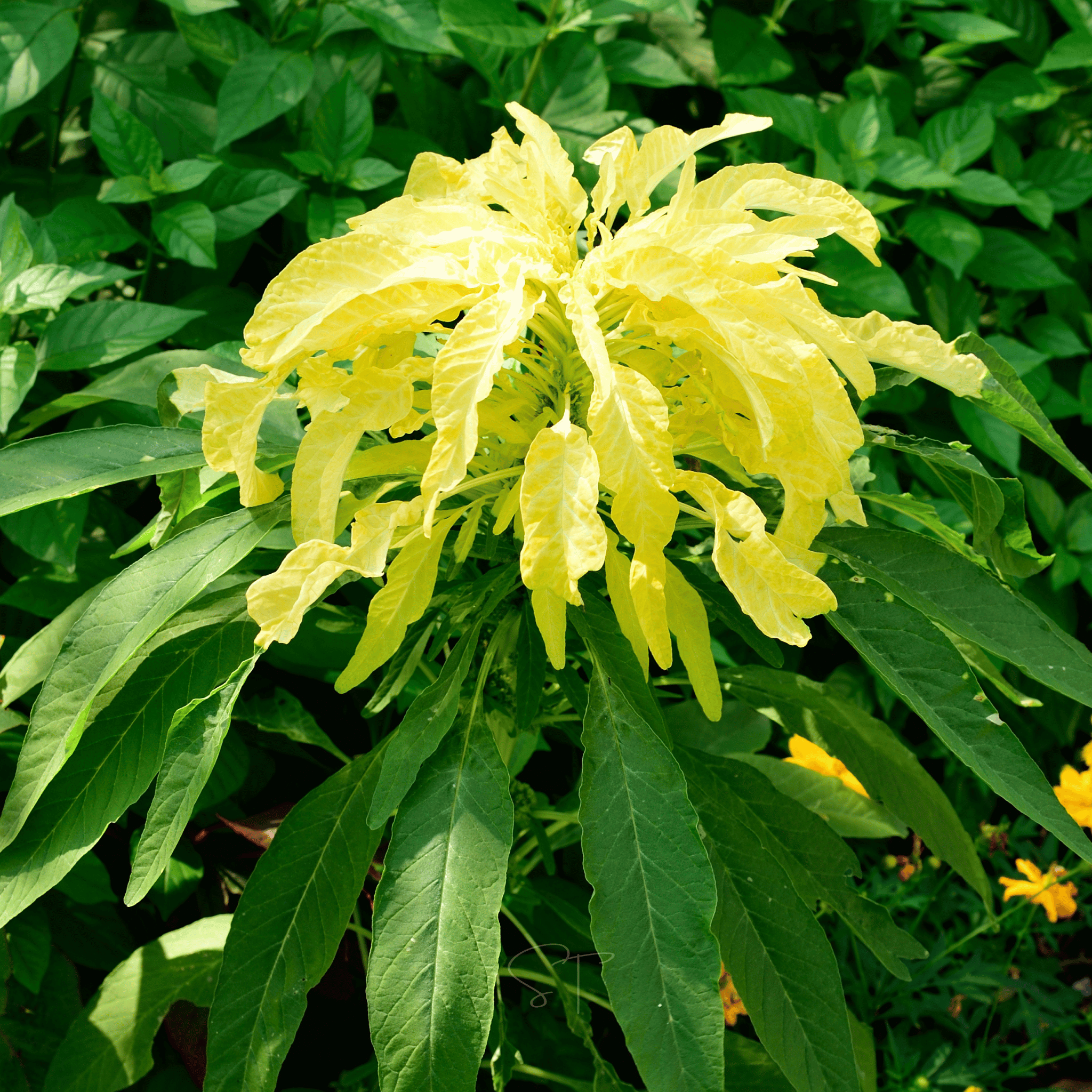 Yellow Amaranth – 100 Seeds