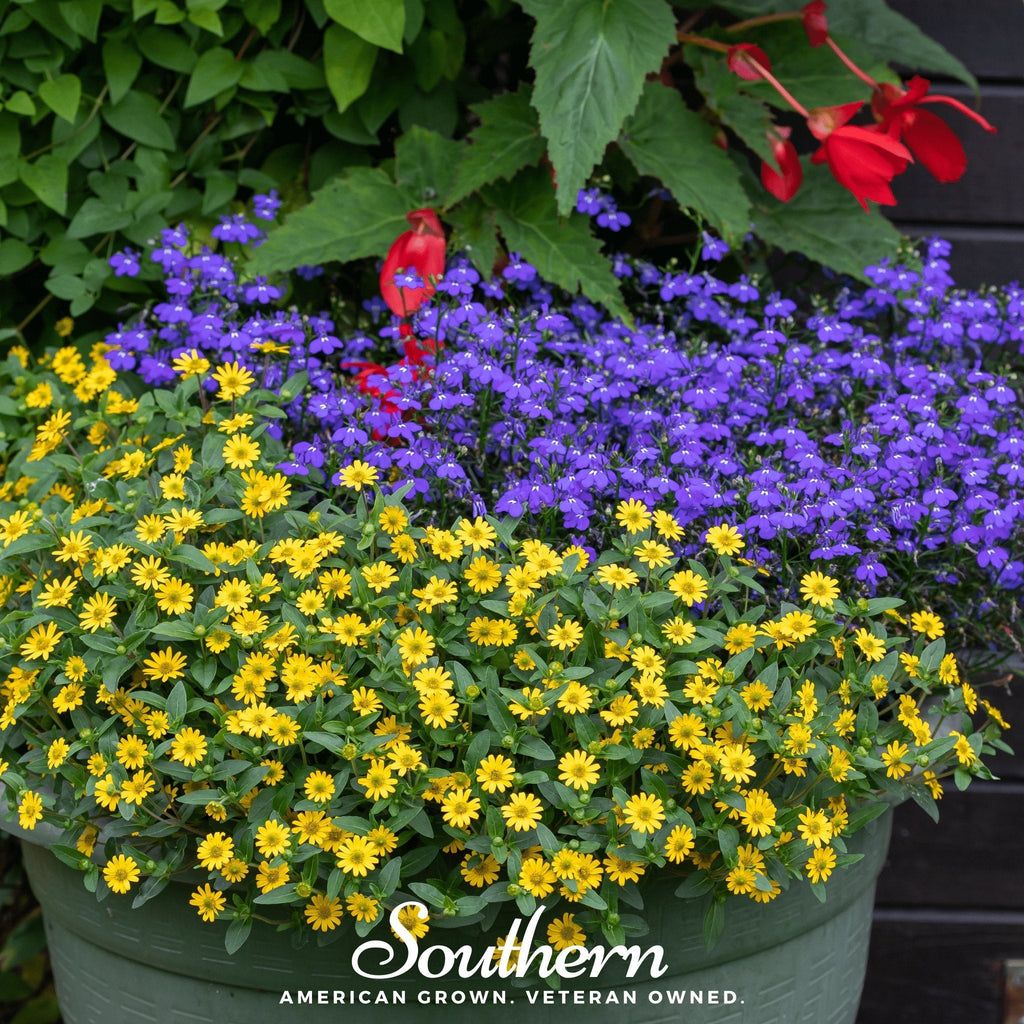 Creeping Zinnia – 100 Seeds